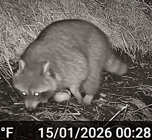 Waschbär observed by anton70191