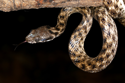 Common Madagascar Cat Snake