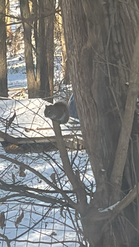 American Red Squirrel observed by coralee13