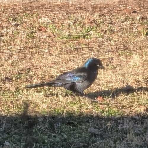 Common Grackle observed by christa133