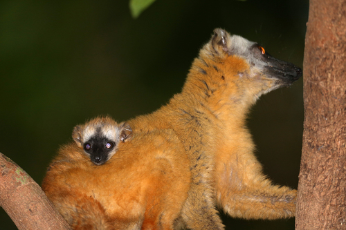 Red Brown Lemur