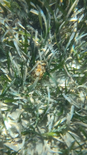 Diodon holocanthus