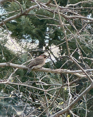Northern Flicker observed by botanicalbeast