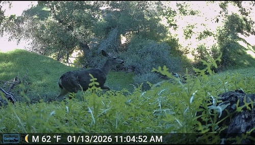 Mule Deer observed by trailblazr