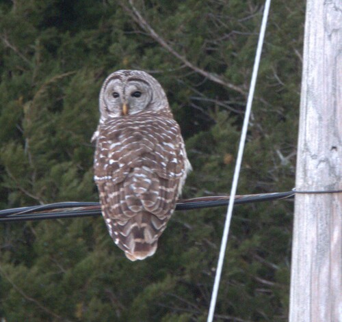 Barred Owl observed by tonyg