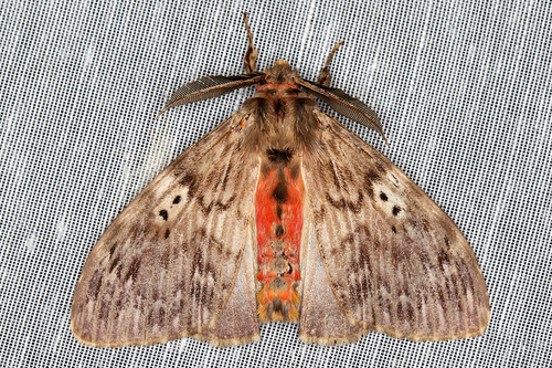 Lymantria barica