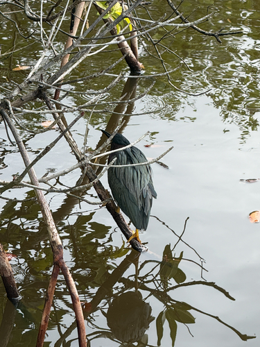 Green Heron observed by linda532