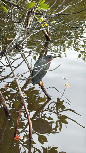 Green Heron observed by linda532