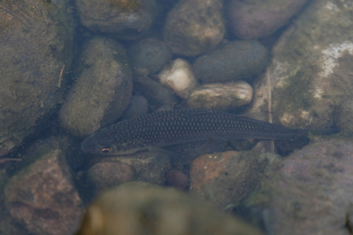 Mountain Mullet (Dajaus monticola)