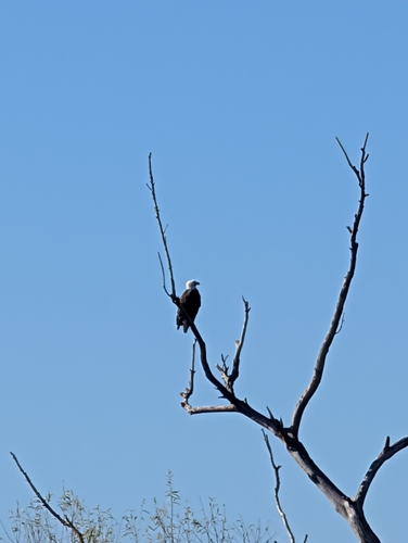 Bald Eagle observed by dannored