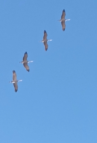 Grulla gris observed by danymora