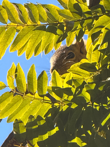 Eastern Fox Squirrel observed by ev3olution
