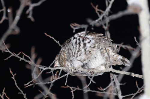 Ruffed Grouse observed by lefebvremax