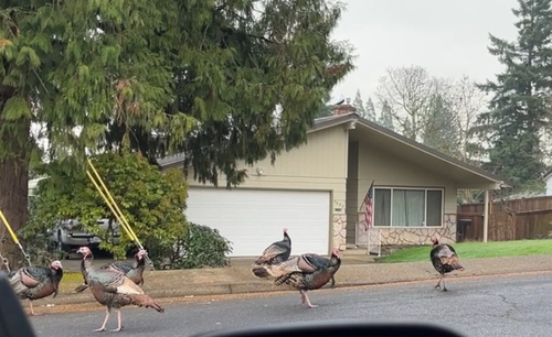 Wild Turkey observed by dgregg_aves