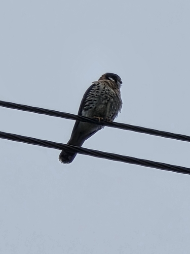 American Kestrel observed by juliosun