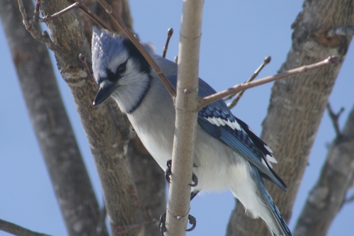 Blue Jay