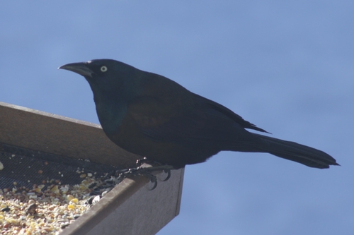 Common Grackle