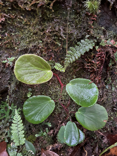 Begonia gibbsiae