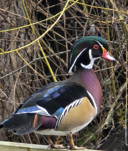 Wood Duck observed by michael1714