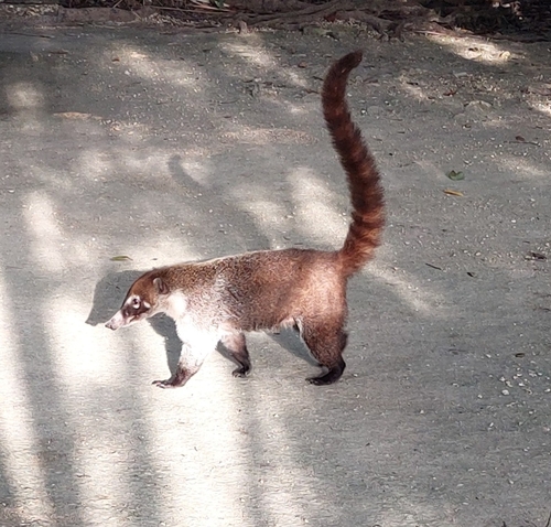Coati à nez blanc observed by d315