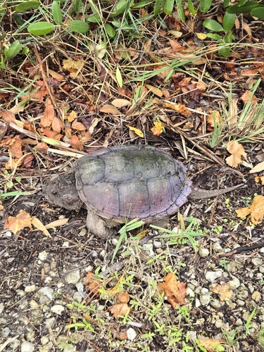 Common Snapping Turtle observed by isabella_danaher
