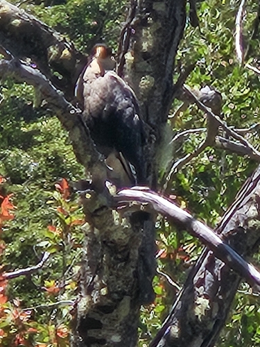 Crested Caracara observed by prabie