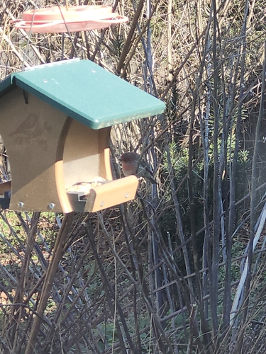 House Finch observed by emilyls23
