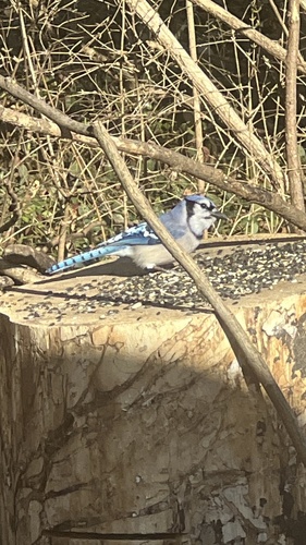Blue Jay observed by kristin28
