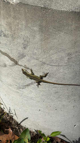 Green Anole observed by michael_wynne