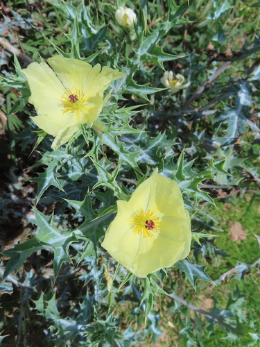 Mexican Poppy