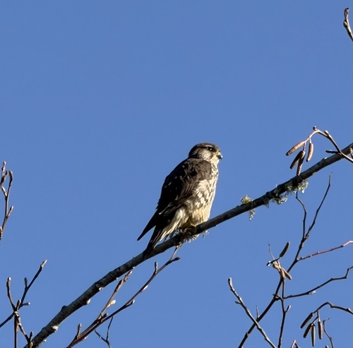 Merlin observed by sydney95521