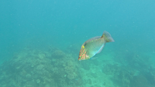 Checkerboard Wrasse — seen at this dive site