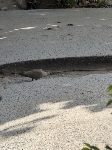 Eurasian Collared-Dove observed by nito_510