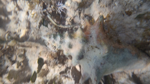 Aliger gigas