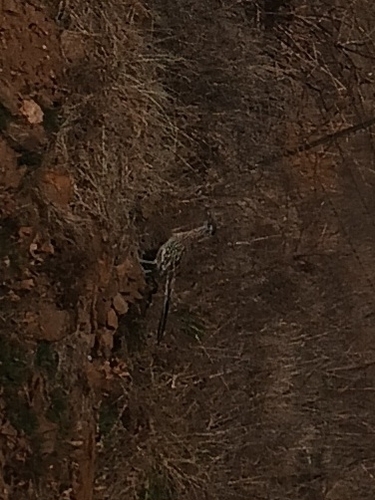 Greater Roadrunner observed by ibowen
