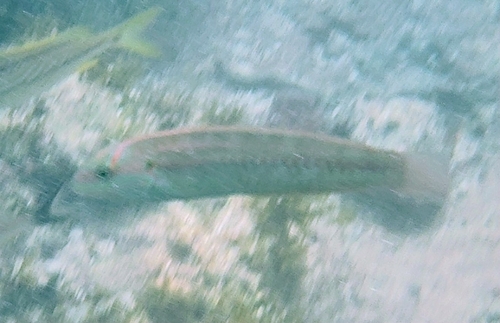 Halichoeres bivittatus