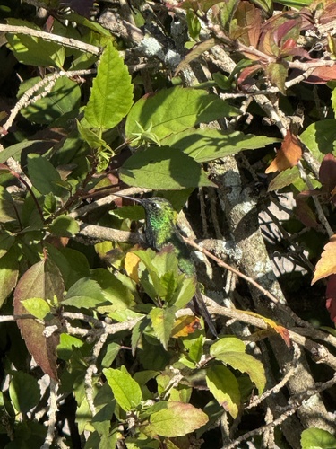 Cuban Emerald