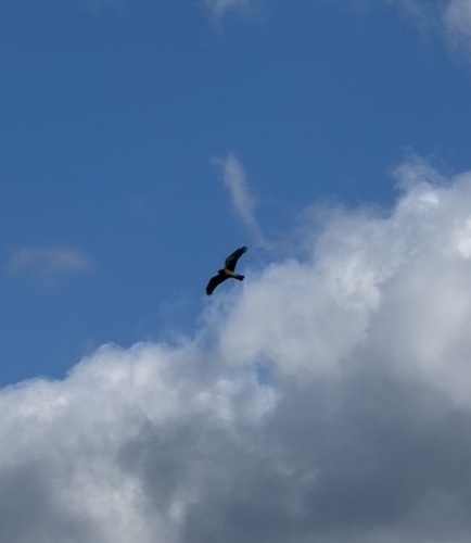 Northern Harrier observed by mia_tate