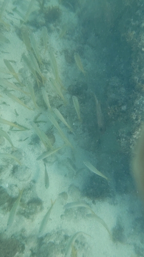 Mulloidichthys martinicus