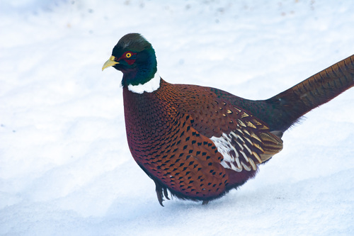 Фазан звичайний observed by sergotravelian