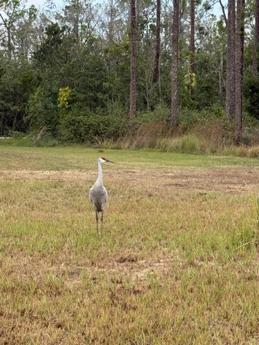 Sandhill Crane observed by ryanschiller