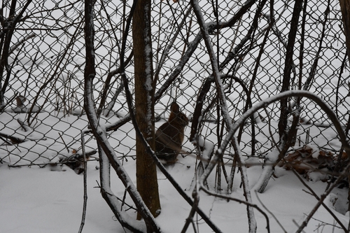 lapin à queue blanche observed by laurent42345