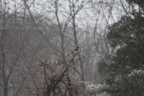 martin-pêcheur d'Amérique observed by laurent42345