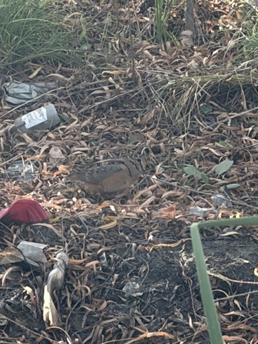 American Woodcock observed by victoria_gomez