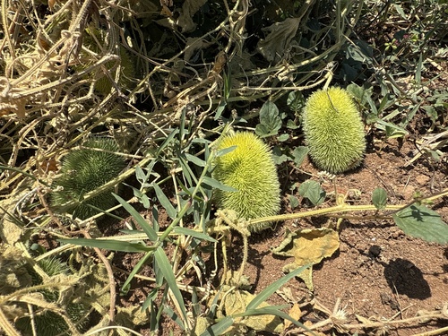 Teasel Gourd