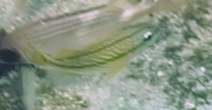 Haemulon flavolineatum