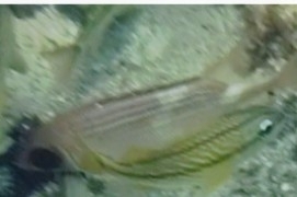 Holocentrus rufus