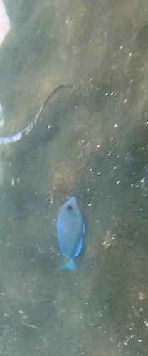 Acanthurus coeruleus