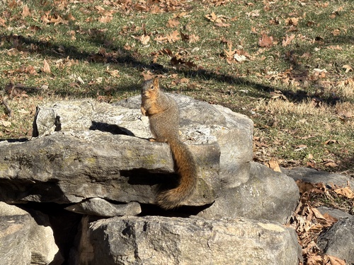 Eastern Fox Squirrel observed by hw0529649