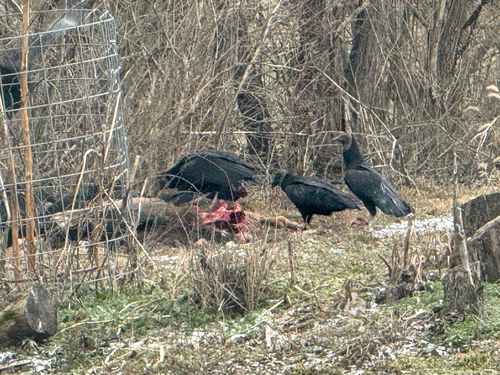 Black Vulture observed by jeff_schroeder